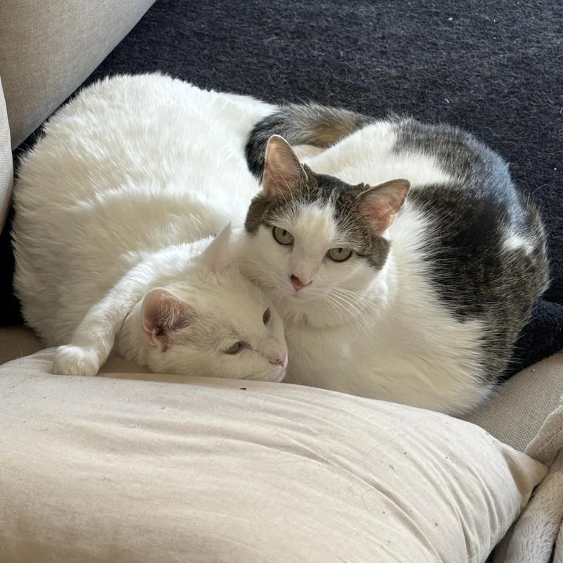 A senior small-sized female White Domestic Short Hair cat named Elsa for adoption in Fairfax Station, VA