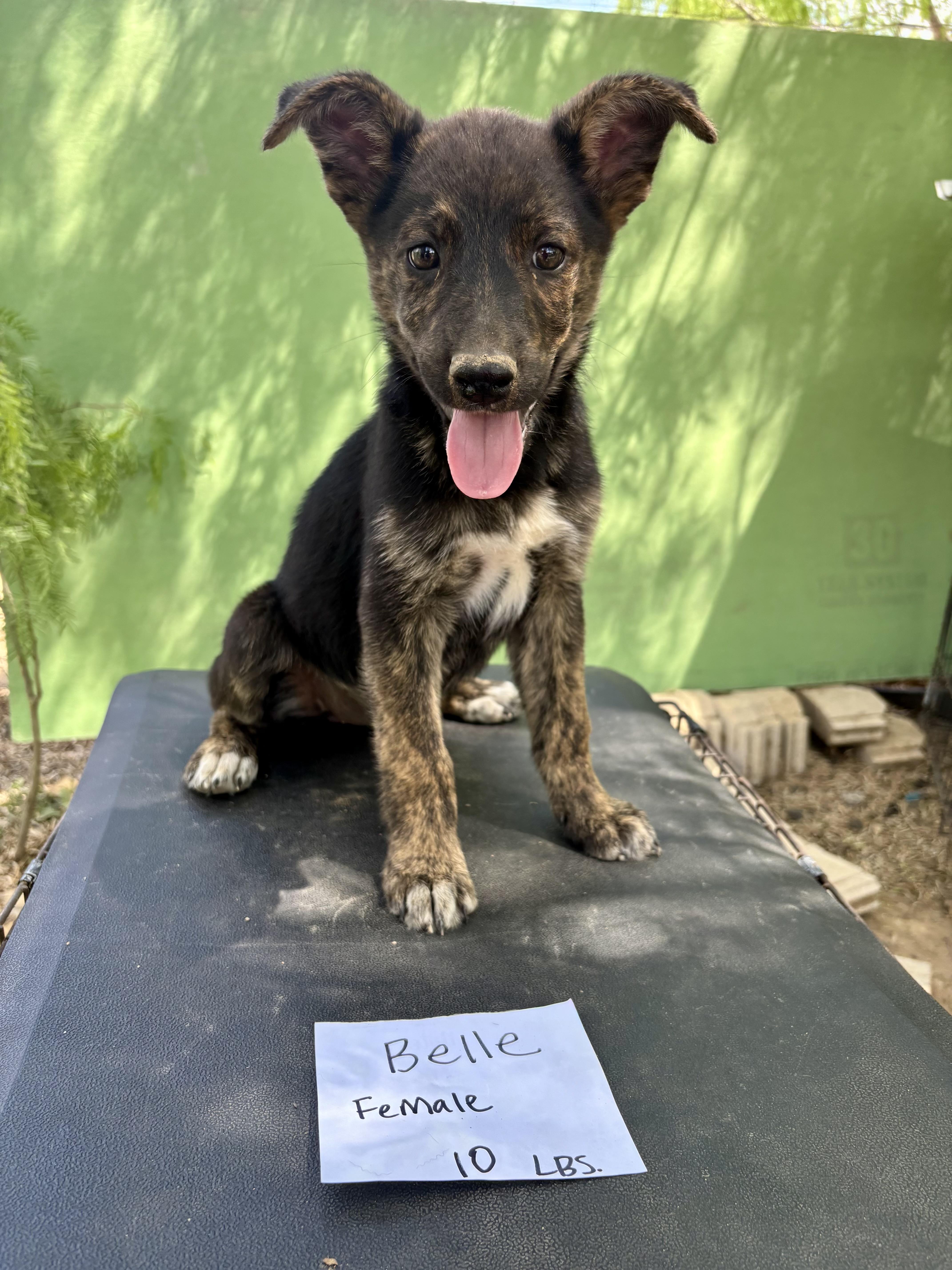 A baby large-sized female Tricolor (Brown, Black, & White) German Shepherd Dog dog named Bella for adoption in Brookeville, MD