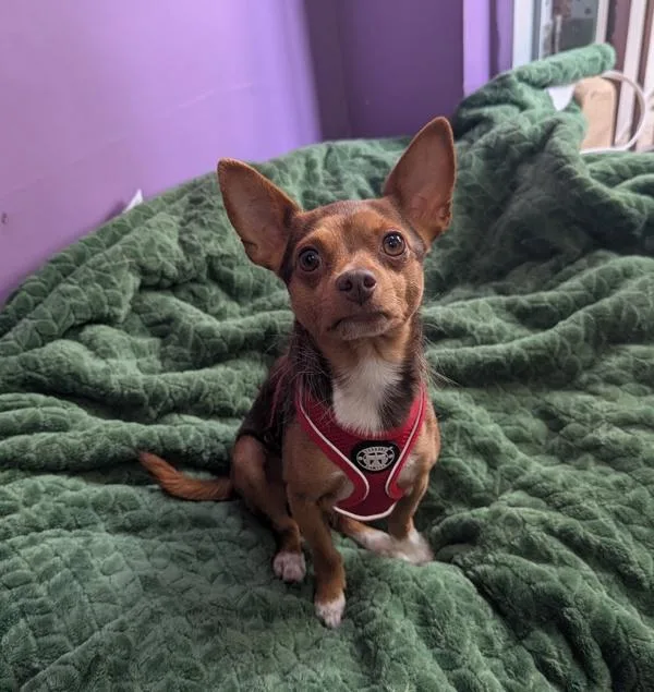 An adult small-sized male Chihuahua dog named Bubby for adoption in Santa Rosa, CA
