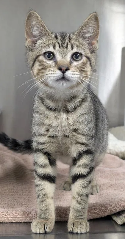 A baby small-sized female Domestic Short Hair cat named Whammo for adoption in Mason, MI