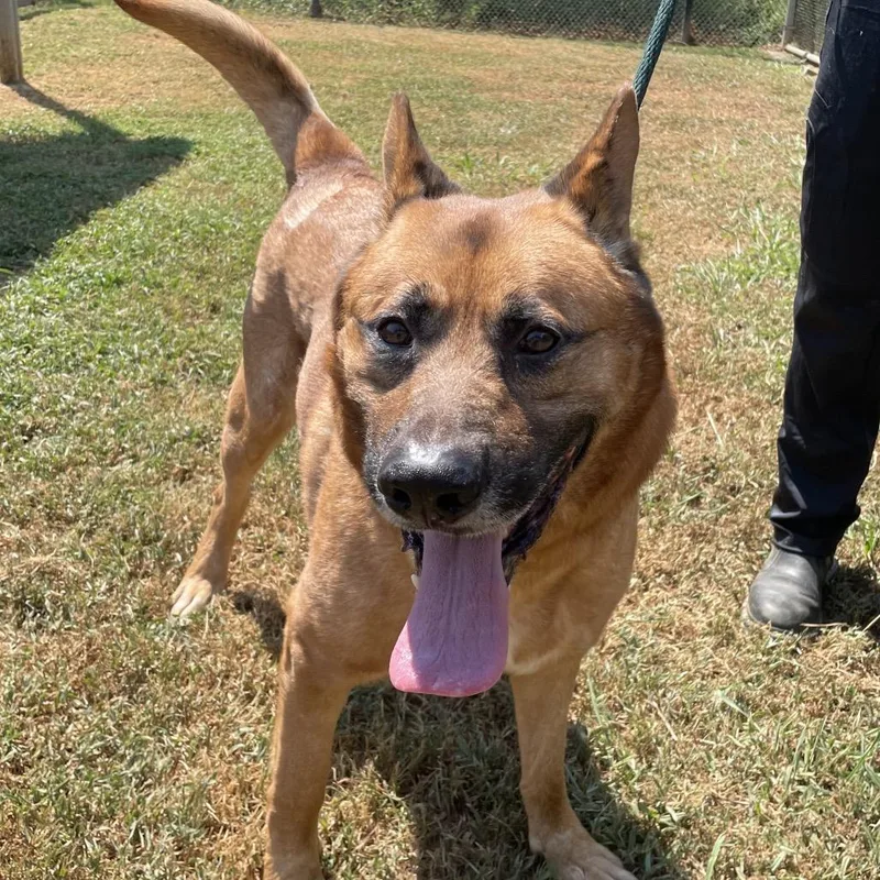 An adult large-sized male Yellow / Tan / Blond / Fawn Mixed Breed dog named Teddy for adoption in Chattanooga, TN