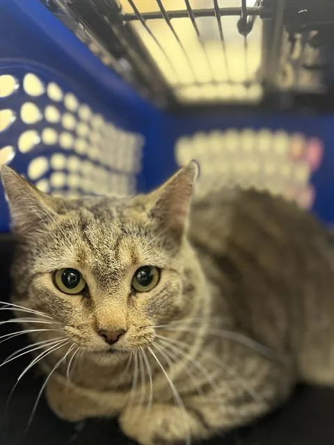A young small-sized male Domestic Short Hair cat named Donny for adoption in Aliquippa, PA