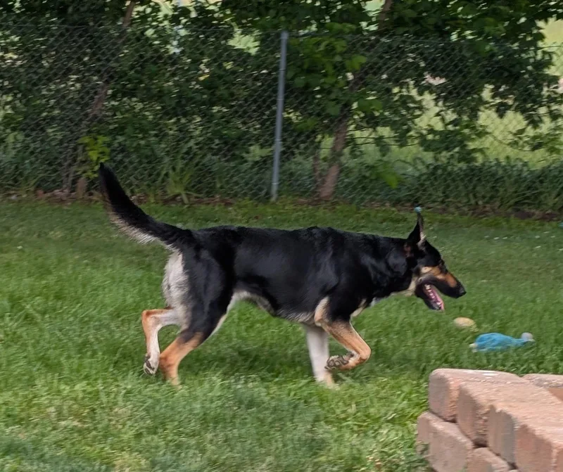 An adult medium-sized female Tricolor (Brown, Black, & White) German Shepherd Dog dog named Gretchen for adoption in Willoughby, OH