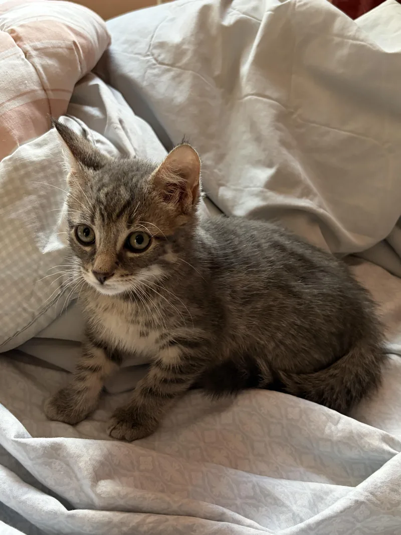 A baby medium-sized female Tabby (Gray / Blue / Silver) Domestic Short Hair cat named Trixie for adoption in Jersey City, NJ