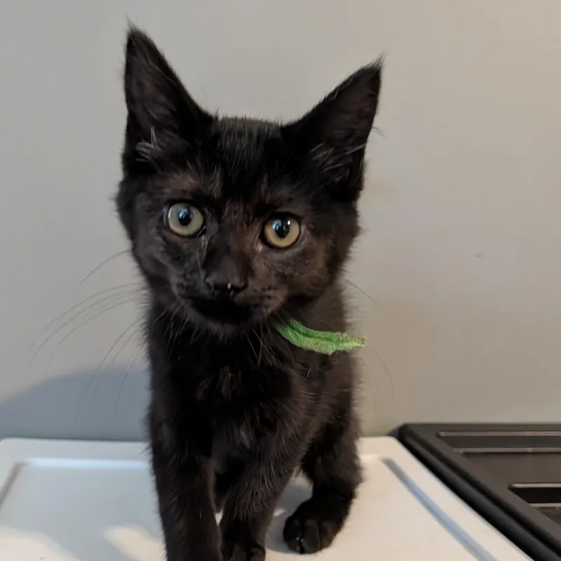 A baby small-sized male Domestic Short Hair cat named Reggie for adoption in Portage, MI