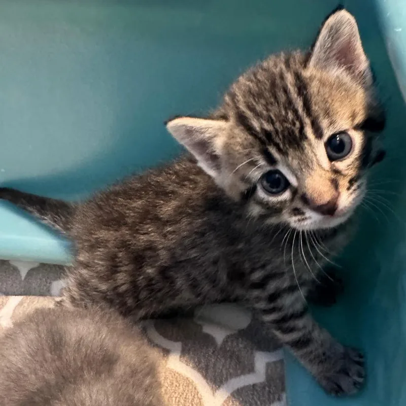 A baby small-sized male Brown / Chocolate Domestic Short Hair cat named Lilo for adoption in San Pablo, CA