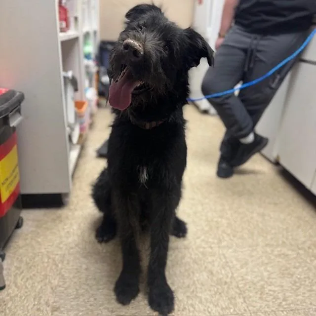 An adult large-sized male Black Terrier dog named Dibs for adoption in Bullhead City, AZ
