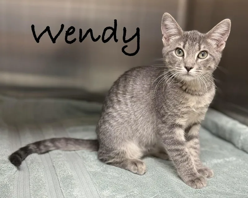 A baby medium-sized female Tabby (Gray / Blue / Silver) Domestic Short Hair cat named Wendy for adoption in Pawleys Island, SC