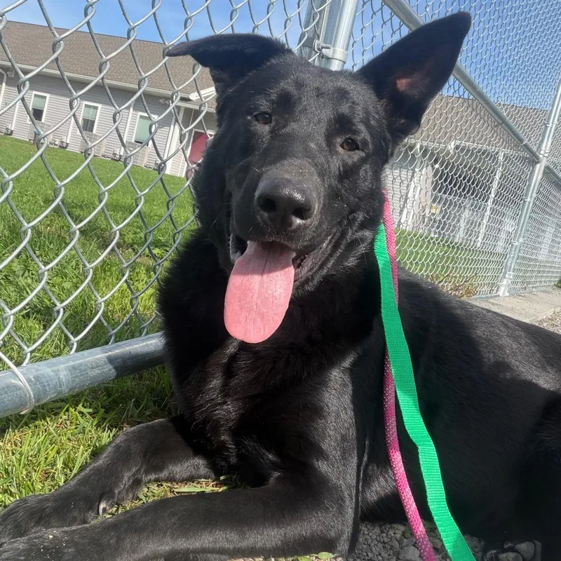 A young medium-sized male Black Labrador Retriever dog named Ghost for adoption in East Smithfield , PA
