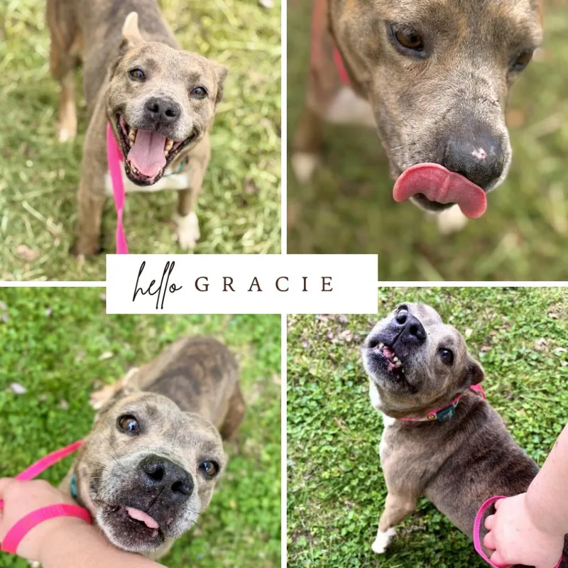 Gracie