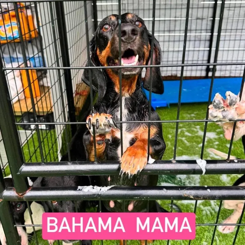Bahama Mama
