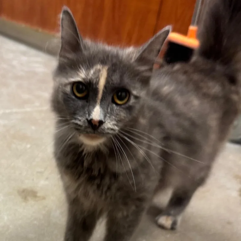 An adult small-sized female Tortoiseshell Domestic Medium Hair cat named Dory for adoption in York, PA
