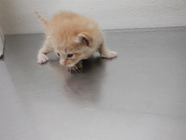 A baby small-sized male Domestic Short Hair cat named Kenny for adoption in Oroville, CA