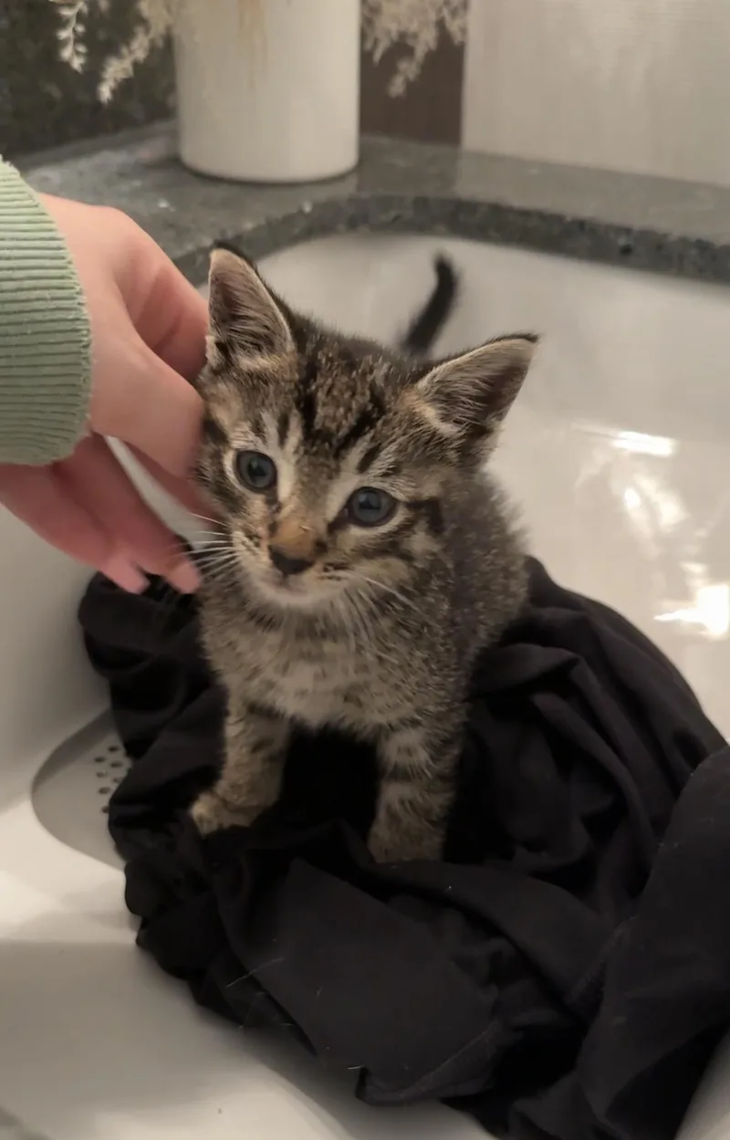 A baby small-sized male Tabby (Gray / Blue / Silver) Domestic Short Hair cat named Dumpling for adoption in San Diego, CA