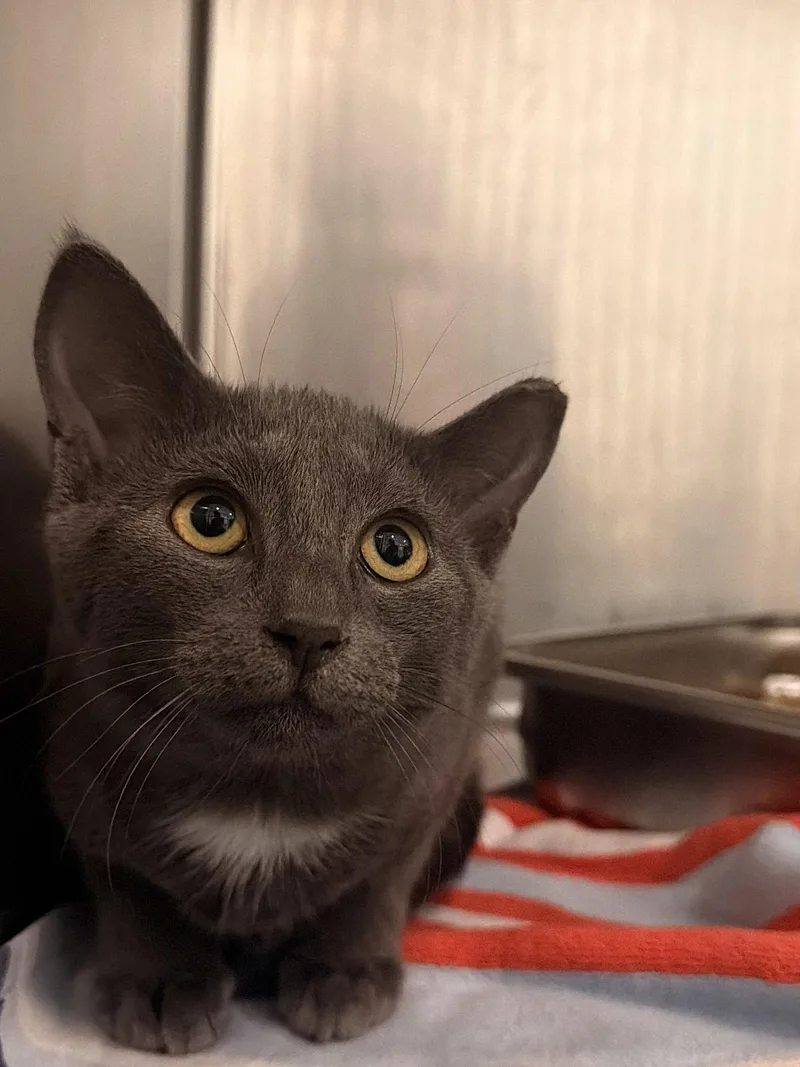 A young medium-sized female Domestic Short Hair cat named Sweet Dolly for adoption in Hilton Head Island, SC