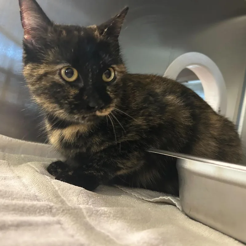 An adult large-sized female Black Domestic Short Hair cat named Indigo for adoption in Asheville, NC