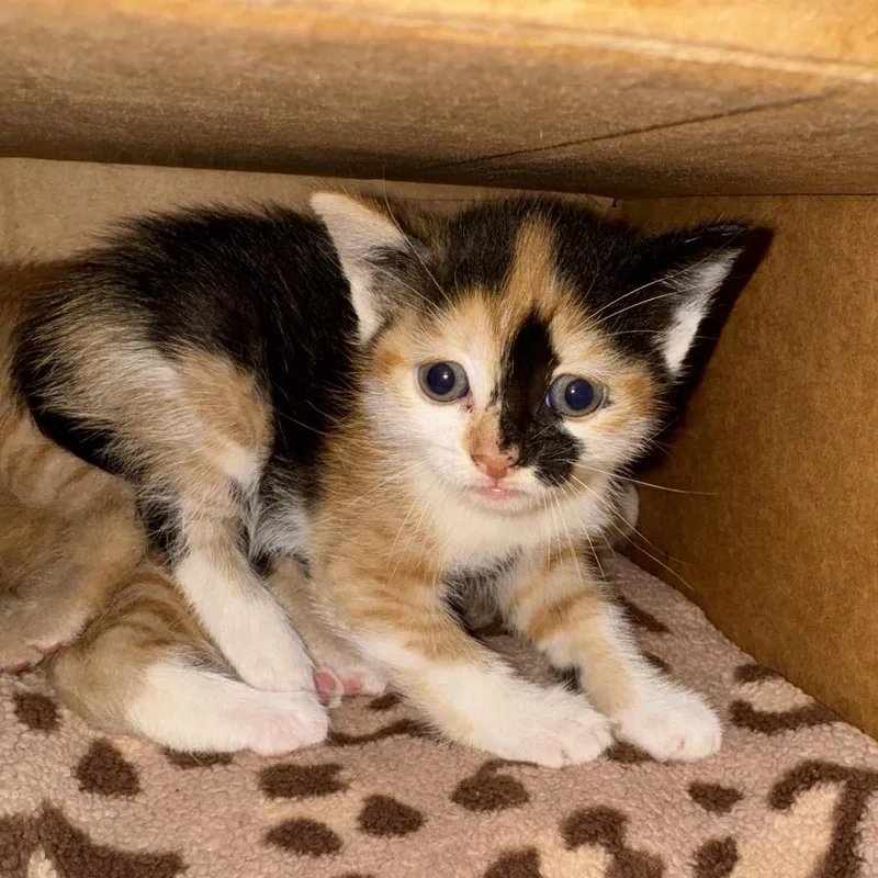 A baby small-sized female Calico Domestic Short Hair cat named Brioche for adoption in Lynchburg, VA
