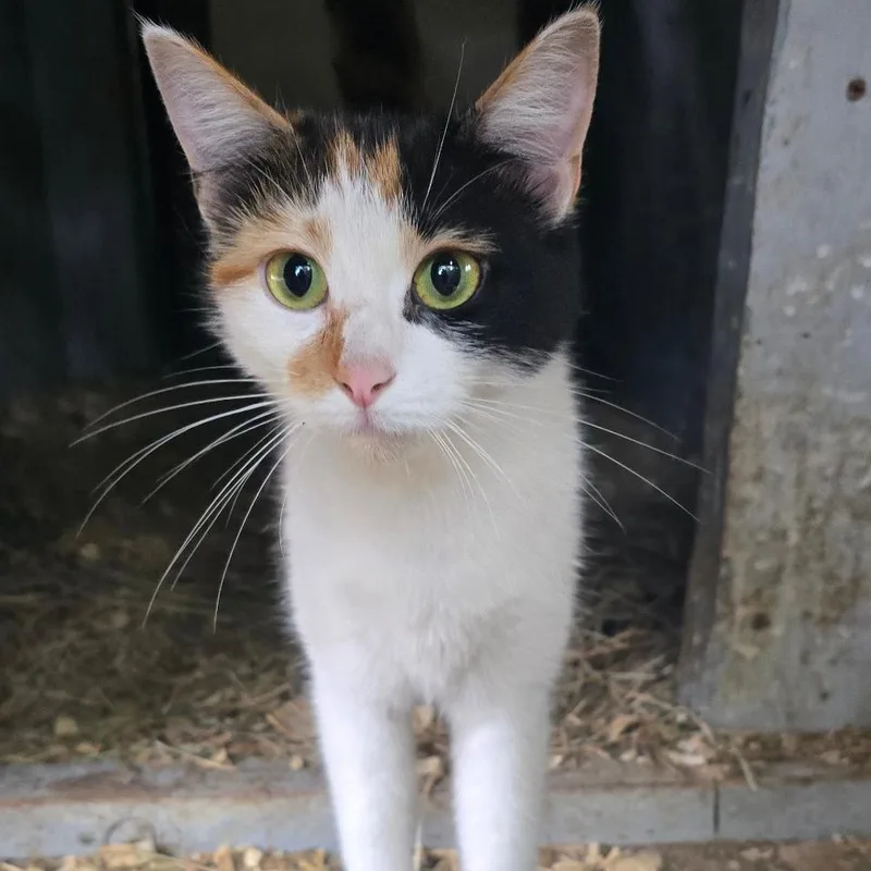 A young medium-sized female Domestic Short Hair cat named Sava for adoption in Novelty, OH