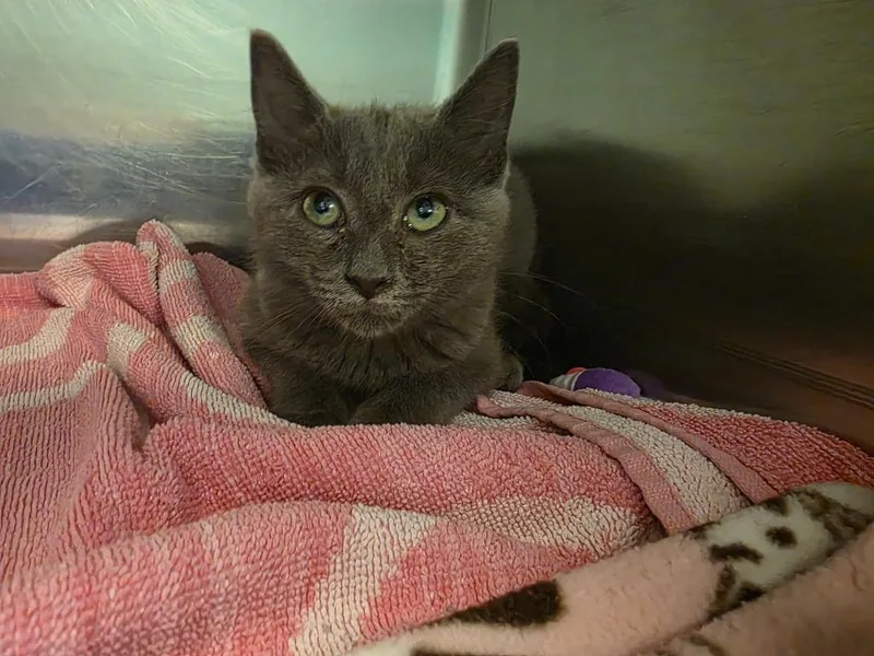 A baby medium-sized male Domestic Short Hair cat named Morgan for adoption in Fort Mill, SC