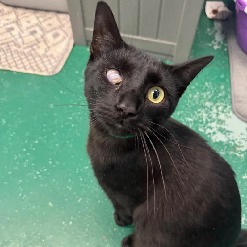 An adult large-sized male Black Domestic Short Hair cat named Sebastian for adoption in Pekin, IL