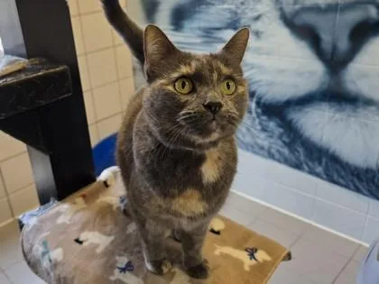 An adult small-sized female Domestic Short Hair cat named Coco for adoption in Coon Rapids, MN