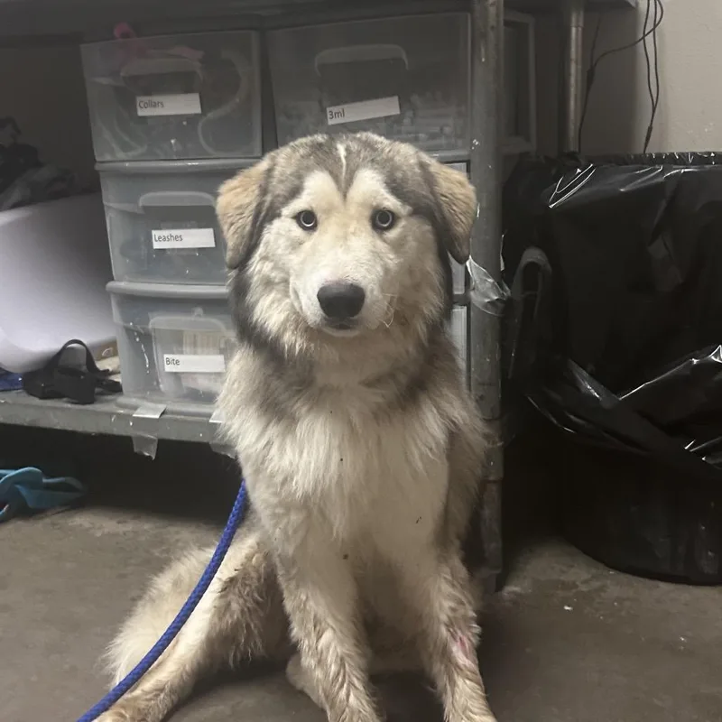 An adult medium-sized male Black Husky dog named Handsome for adoption in Yuma, AZ