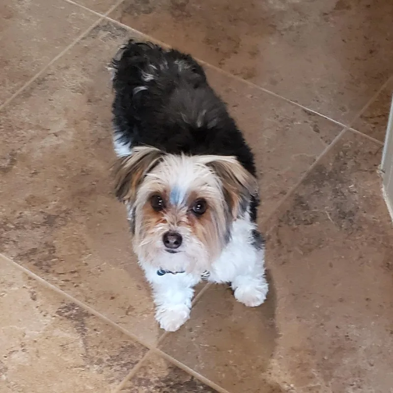A senior small-sized male Black Yorkshire Terrier dog named Bentley for adoption in Santa Fe, TX