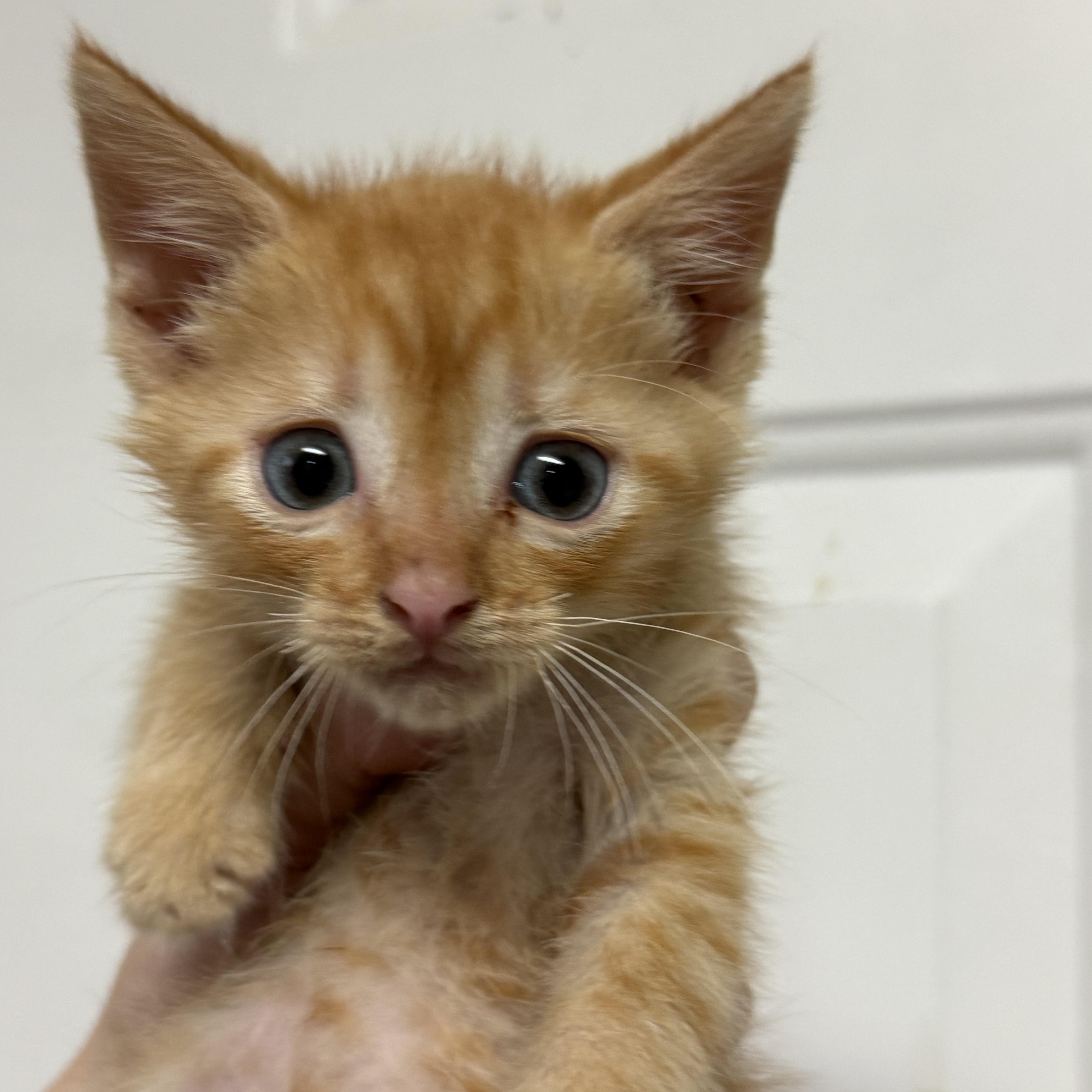 A baby medium-sized male Domestic Short Hair cat named Sheriff Woody for adoption in Columbia, SC