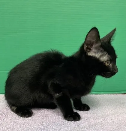 A baby small-sized male Domestic Short Hair cat named Onyx for adoption in Houston, TX