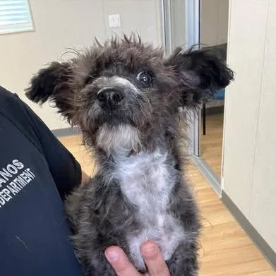 A baby small-sized female Black Terrier dog named 26-886 for adoption in Los Banos, CA