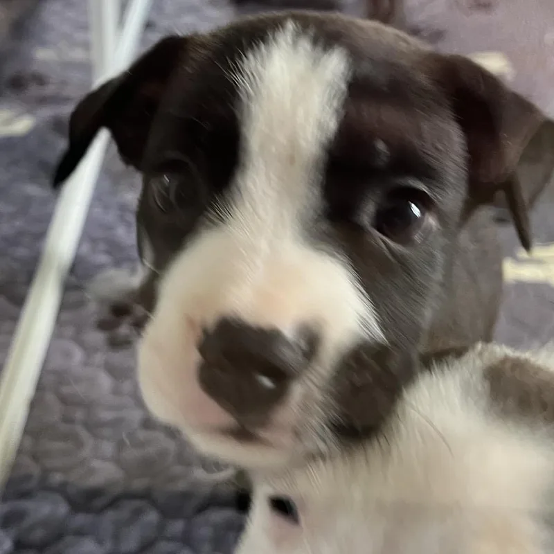 A baby medium-sized female Black American Staffordshire Terrier dog named Pricilla for adoption in Cartersville, GA