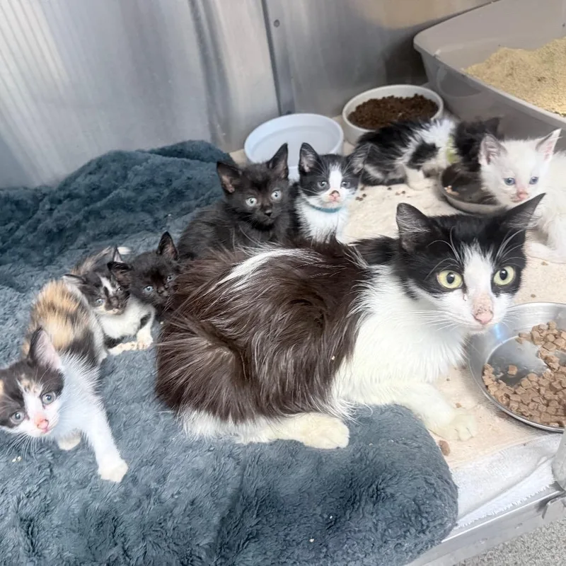 An adult small-sized female White Domestic Medium Hair cat named Penny for adoption in Jupiter, FL