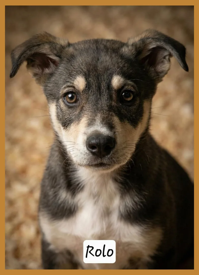 A young medium-sized male Husky dog named Rolo for adoption in Granbury, TX