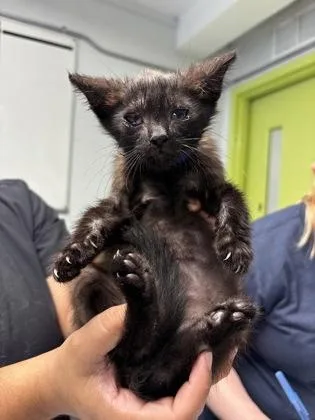 A baby small-sized male Domestic Short Hair cat named Pluto for adoption in Daytona Beach, FL