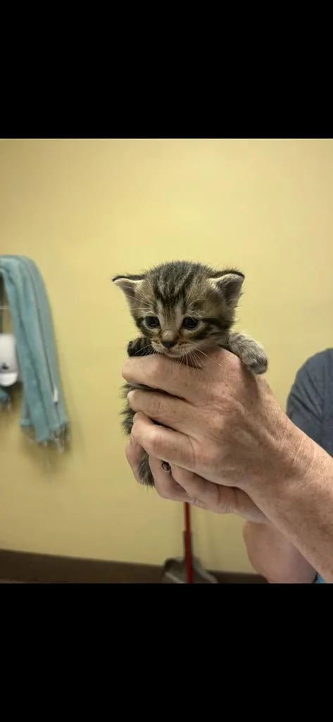 A baby medium-sized female Domestic Short Hair cat named Kaia for adoption in Florence, SC