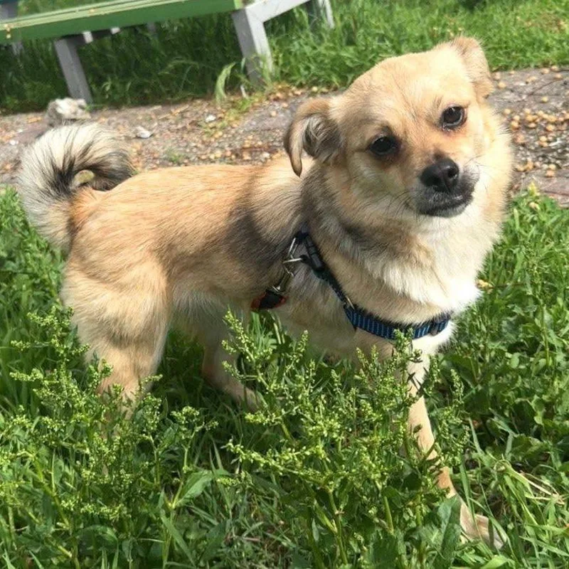 A young small-sized female White / Cream Mixed Breed dog named Nikki for adoption in Alexandria, VA