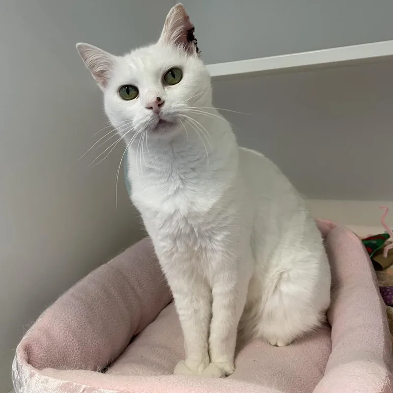 A senior medium-sized female White Domestic Short Hair cat named Blaire for adoption in Greensboro, NC