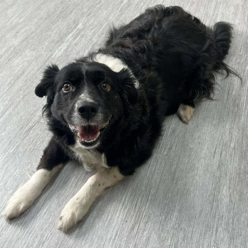 A senior small-sized female Mixed Breed dog named Sheep for adoption in State College, PA
