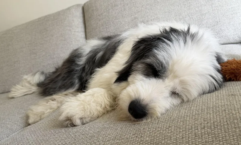 A young medium-sized female White / Cream Old English Sheepdog dog named Sheepie for adoption in Brooklyn, NY