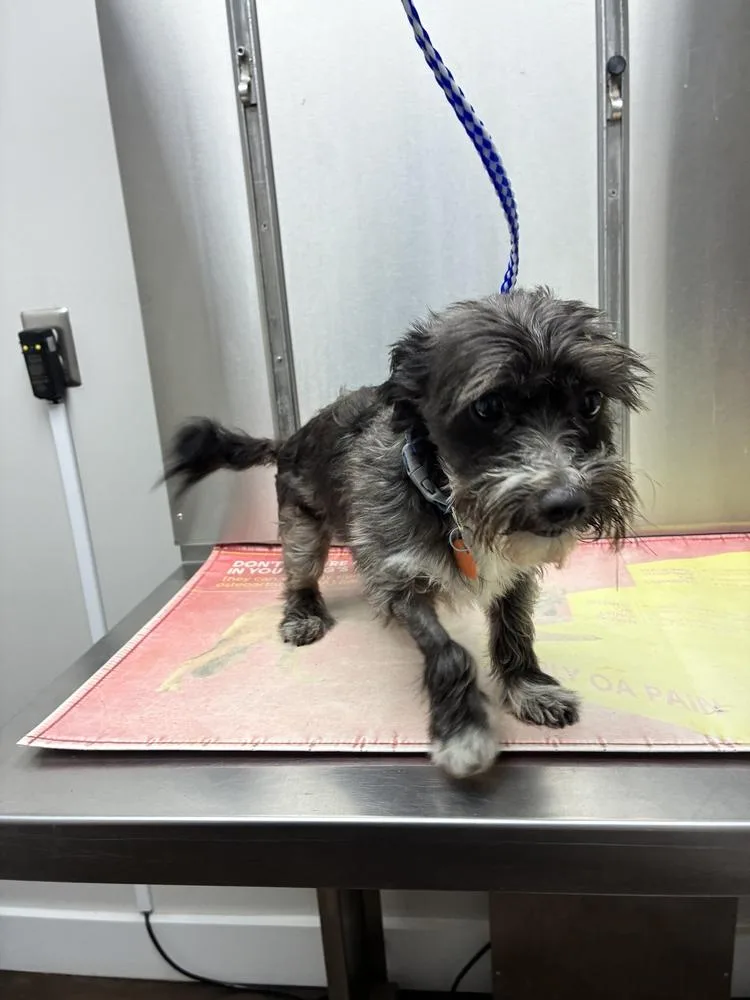 A young medium-sized male Terrier dog named Baxter for adoption in Marietta, GA