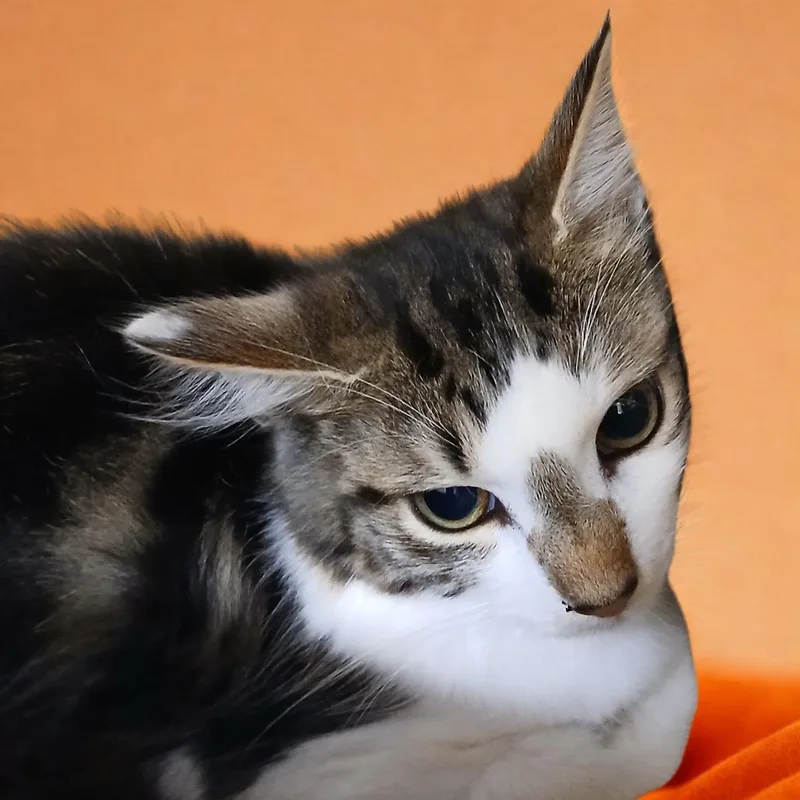 A baby small-sized male Domestic Medium Hair cat named Tig for adoption in Blue Ridge, GA