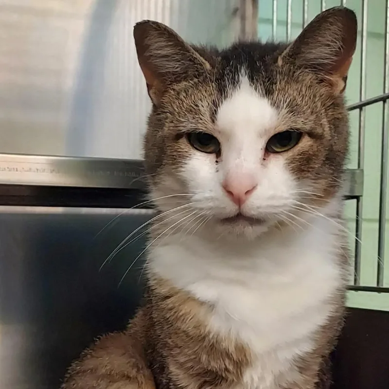 An adult medium-sized female White Domestic Short Hair cat named Maddy for adoption in Dayton, OH
