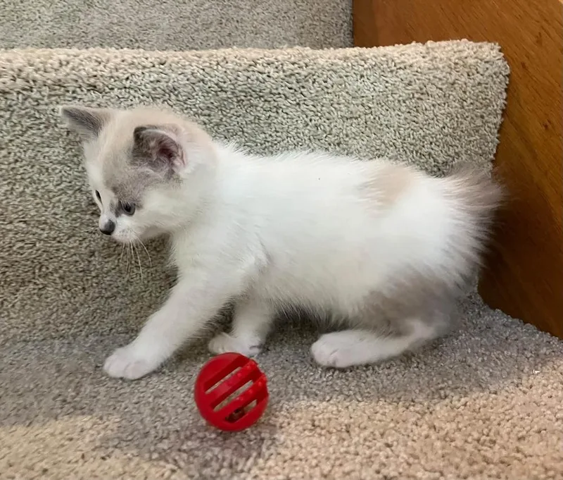 A baby medium-sized male Gray & White Domestic Short Hair cat named Ozzy for adoption in Dorr, MI
