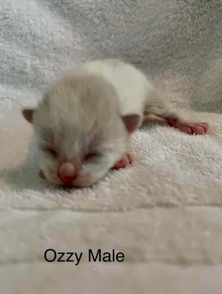 Ozzy thumbnail 3