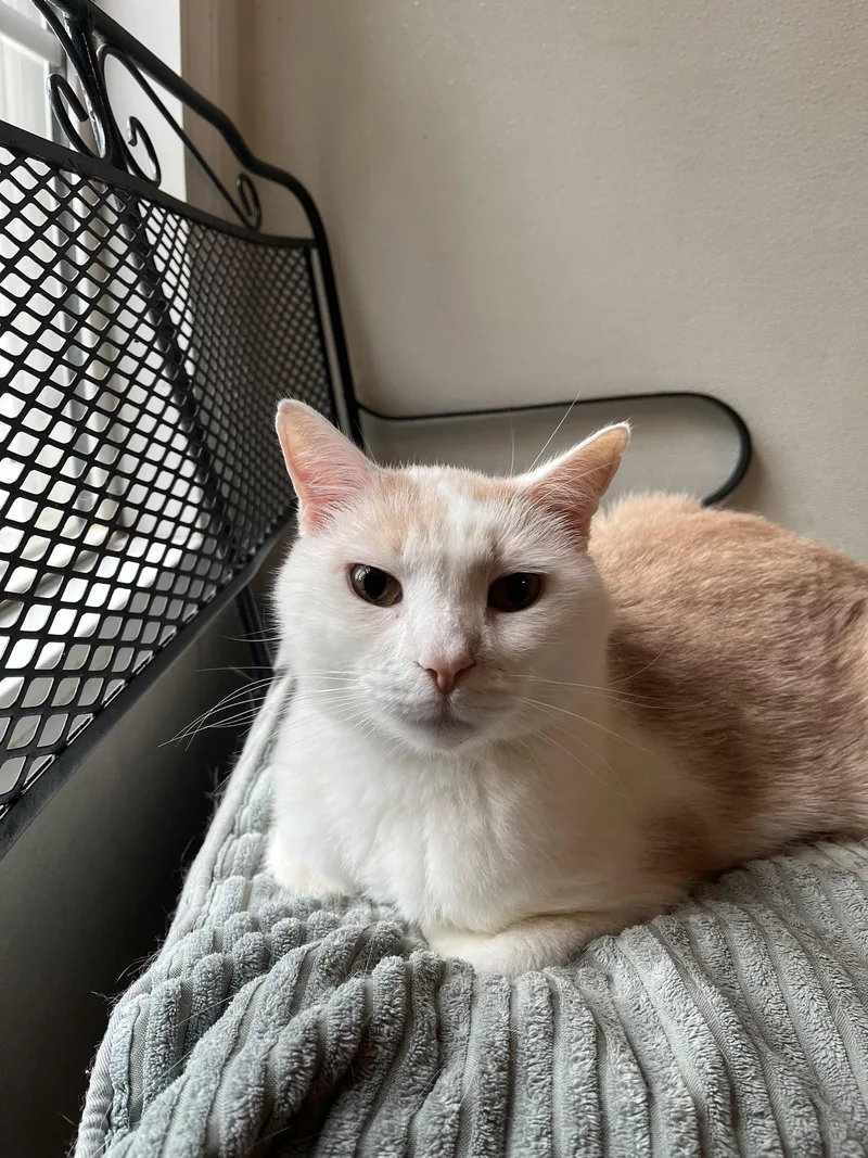 An adult medium-sized male Domestic Short Hair cat named Buddy for adoption in Pittsboro, NC