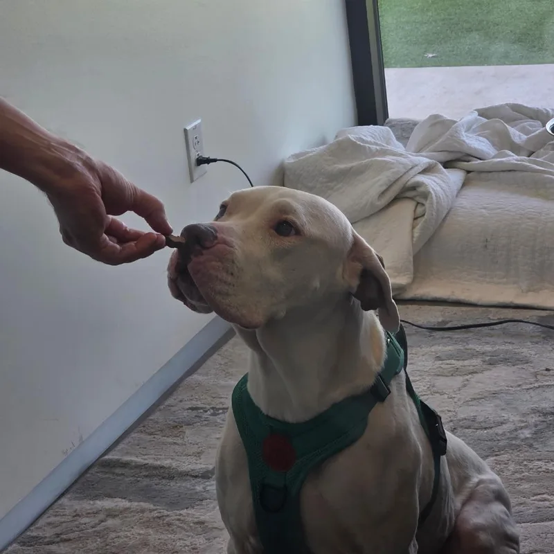 An adult large-sized female White / Cream Mixed Breed dog named Gida for adoption in Leander, TX