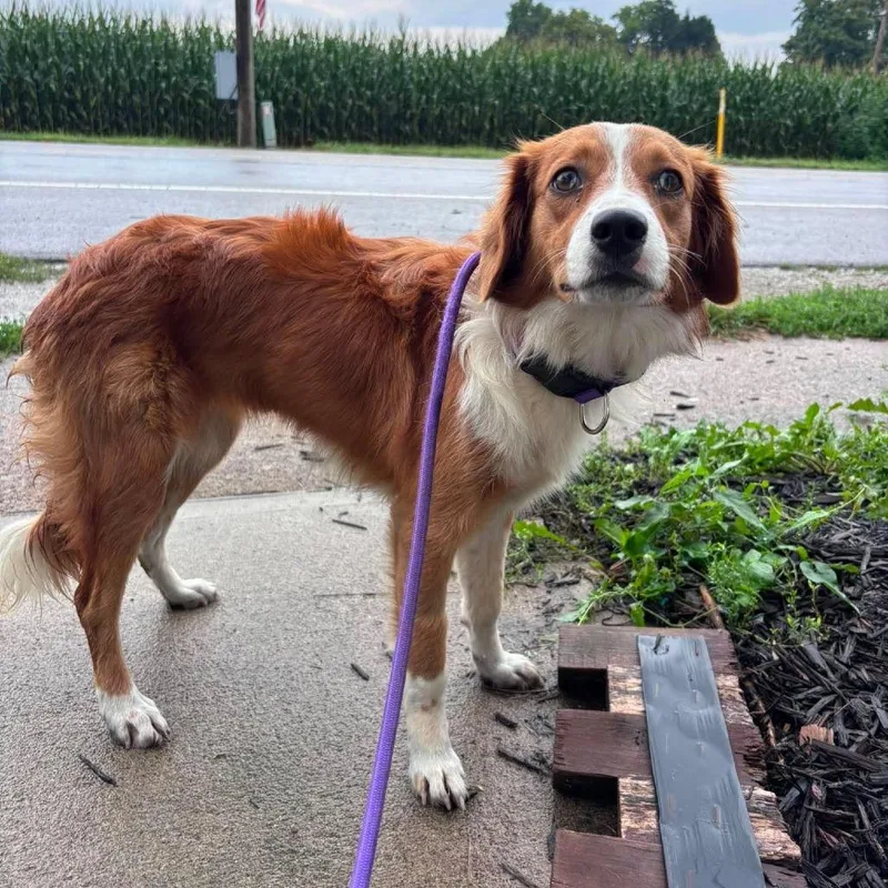 A young small-sized female Apricot / Beige Brittany Spaniel dog named Vida for adoption in Farmersville, OH