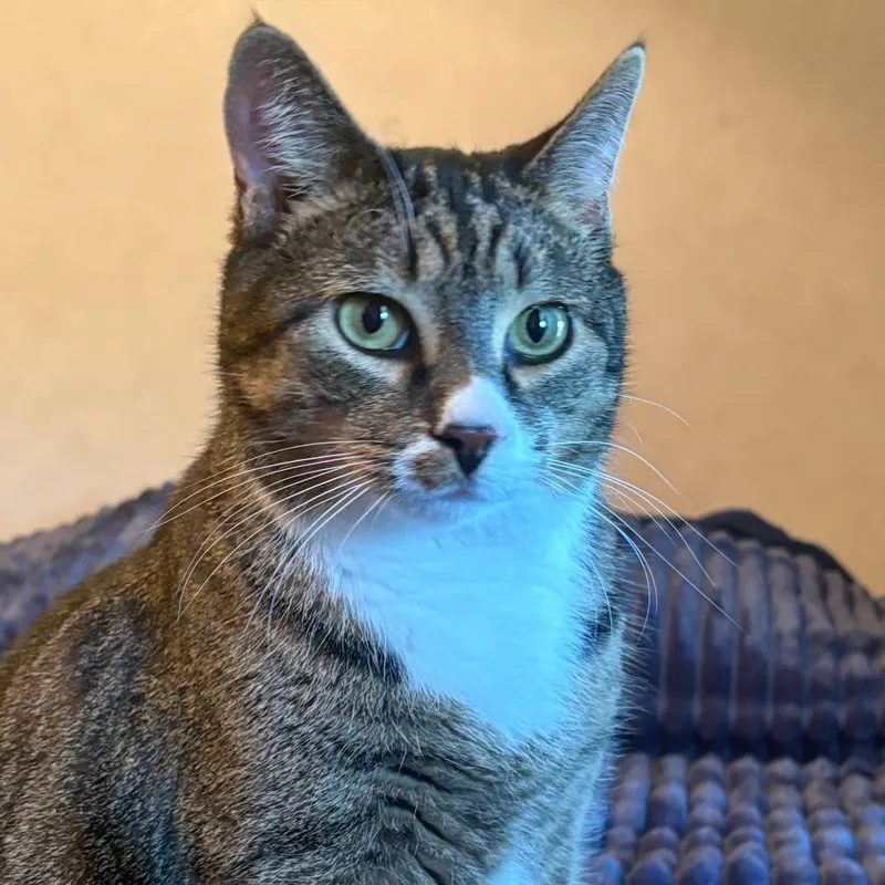 An adult large-sized male Domestic Short Hair cat named Jonx for adoption in State College, PA