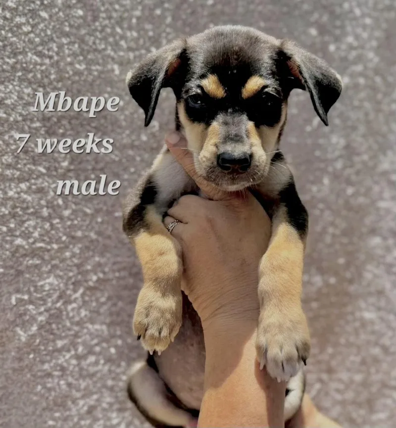 Mbappé thumbnail 2