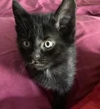 A baby medium-sized female Domestic Short Hair cat named Wren for adoption in Chesapeake Beach, MD